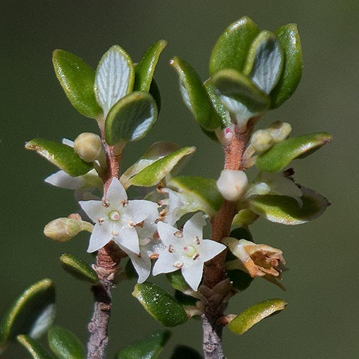 Monotoca submutica var. autumnalis, Roundleaf broom heath, Tasmania