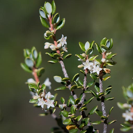Monotoca submutica var. autumnalis, Roundleaf broom heath, Tasmania