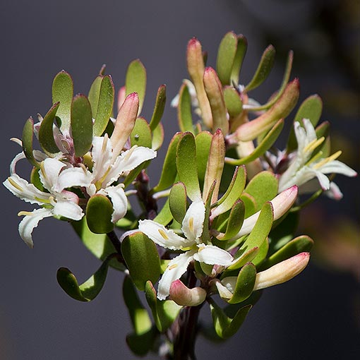 Persoonia gunnii, Mountain Geebung, Tasmania