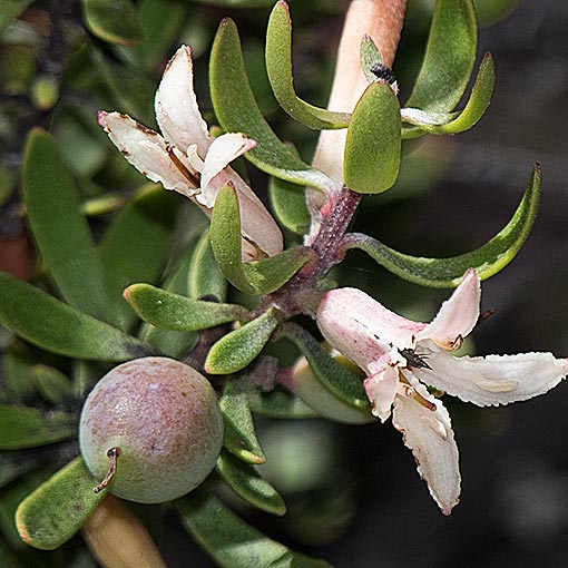 Persoonia gunnii, Mountain Geebung, Tasmania