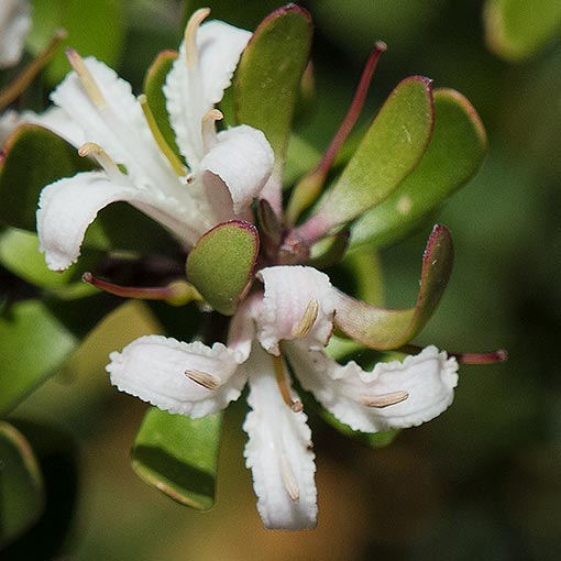 Persoonia gunnii, Mountain Geebung, Tasmania