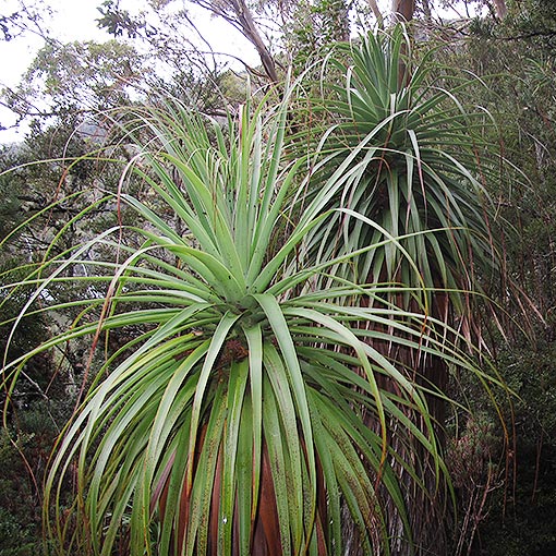 Pandani, Richea pandanifolia, Tasmania
