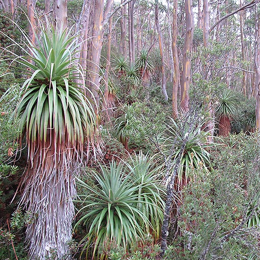 Pandani, Richea pandanifolia, Tasmania