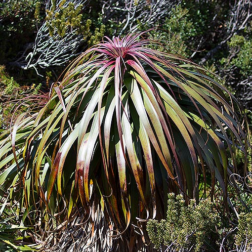 Pandani, Richea pandanifolia, Tasmania