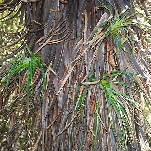 Pandani, Richea pandanifolia, Tasmania