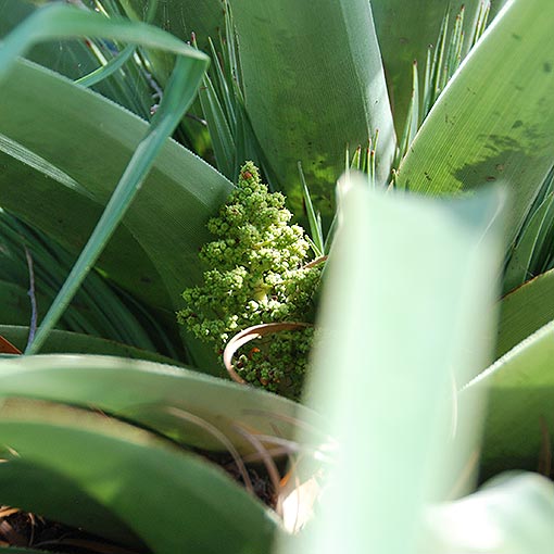 Pandani, Richea pandanifolia, Tasmania