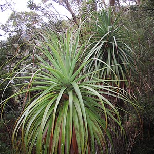 Richea pandanifolia