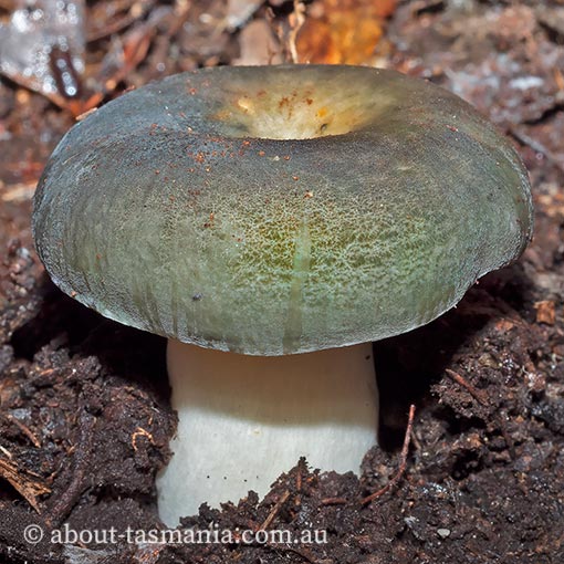 Russula viridis, fungi, Tasmania