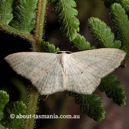 Cream Wave, Scopula perlata, Geometridae, Tasmania, moth