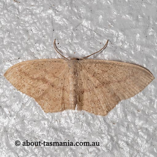 Cream Wave, Scopula perlata, Geometridae, Tasmania, moth