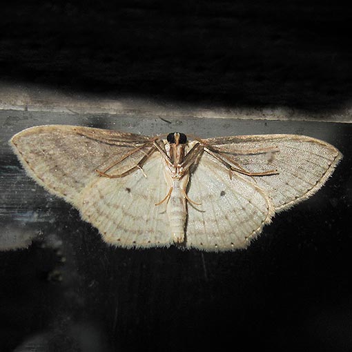 Cream Wave, Scopula perlata, Geometridae, Tasmania, moth