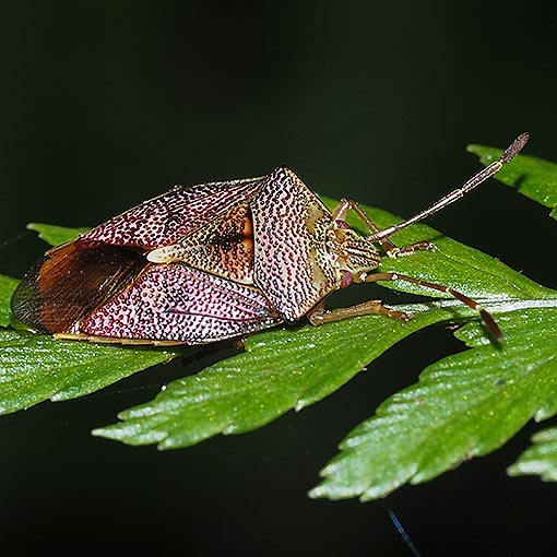Hiarchas sp.,<br />
Shield Bug, Acanthosomatidae, Tasmania