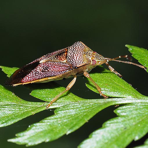 Hiarchas sp., Shield Bug, Acanthosomatidae, Tasmania