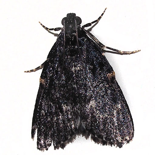 Stericta carbonalis, Pyralidae, moth, Tasmania