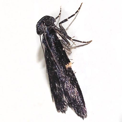 Stericta carbonalis, Pyralidae, moth, Tasmania