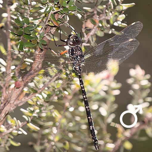 Austroaeschna parvistigma, Swamp Darner, dragonfly, Tasmania