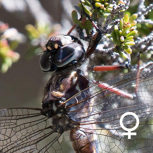 Austroaeschna parvistigma, Swamp Darner, dragonfly, Tasmania