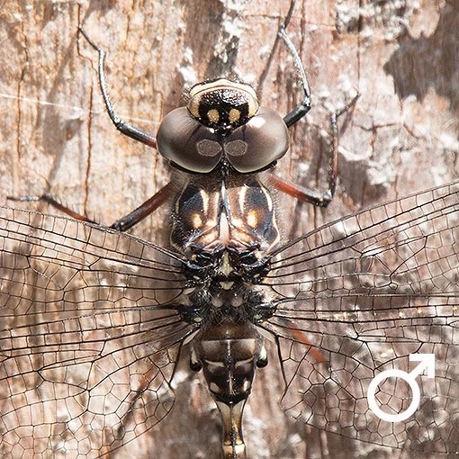 Austroaeschna parvistigma, Swamp Darner, dragonfly, Tasmania