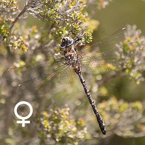 Austroaeschna parvistigma, Swamp Darner, dragonfly, Tasmania