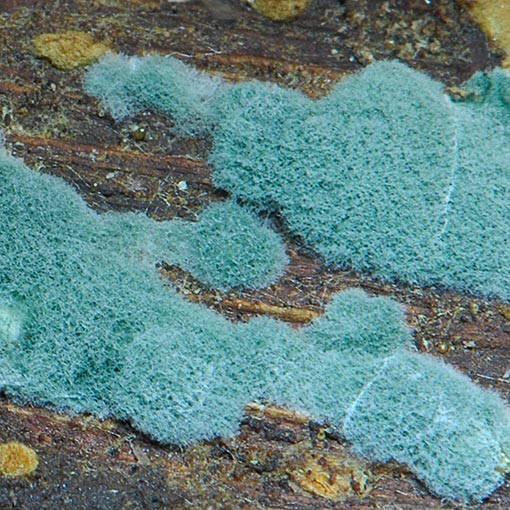 Trichoderma viride, fungi, Tasmania