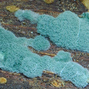 Trichoderma viride