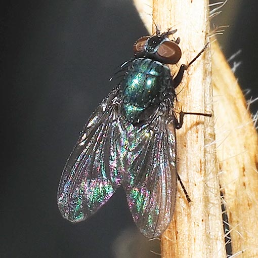 Helina sp., fly, Muscidae, Tasmania