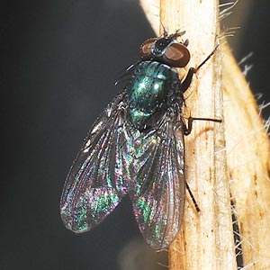 Helina sp.