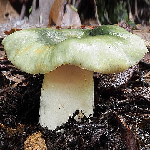 Russula viridis, fungi, Tasmania