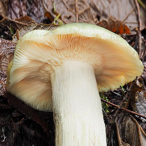 Russula viridis, fungi, Tasmania