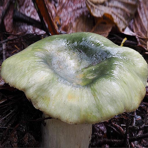 Russula viridis, fungi, Tasmania