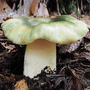 Russula viridis