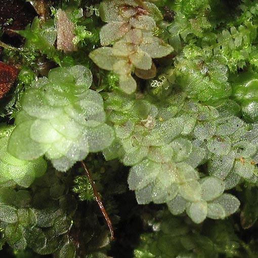 Achrophyllum dentatum, Tasmania