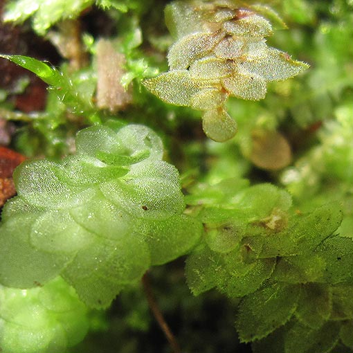 Achrophyllum dentatum, Tasmania
