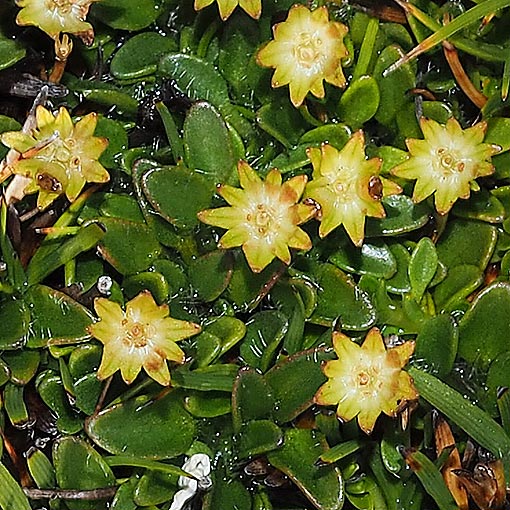 Actinotus suffocatus, Tasmania