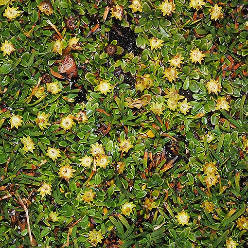 Actinotus suffocatus, Tasmania