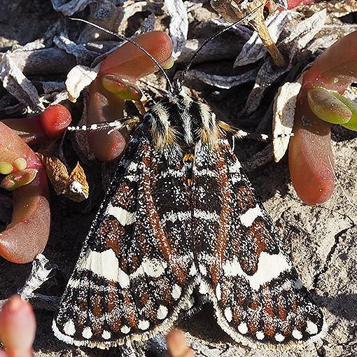 Pasture Day Moth, Apina callisto, Tasmania