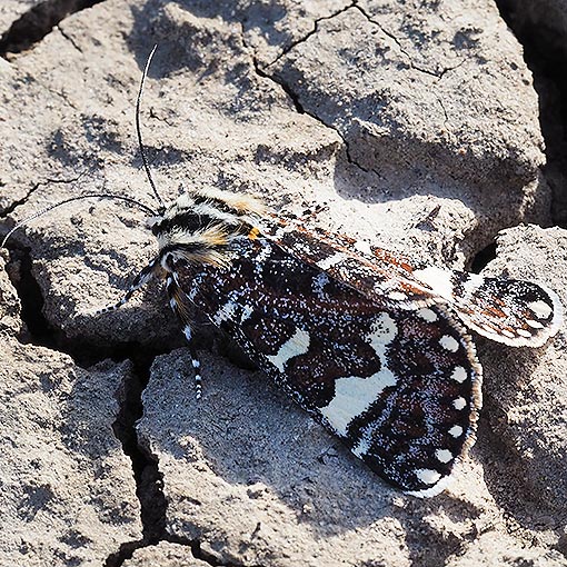 Pasture Day Moth, Apina callisto, Tasmania