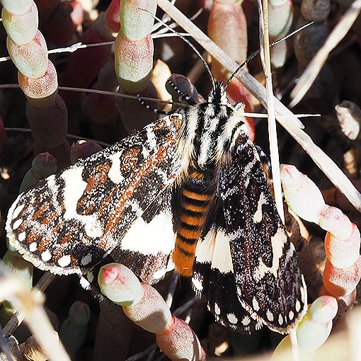 Pasture Day Moth, Apina callisto, Tasmania