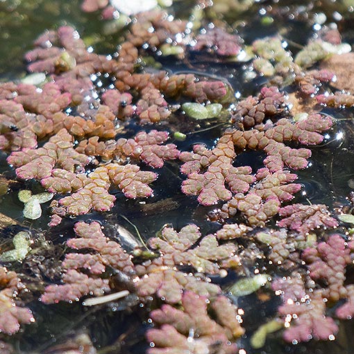 Azolla rubra, red water fern, Tasmania