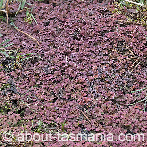 Azolla rubra, red water fern, Tasmania