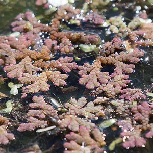 Azolla rubra