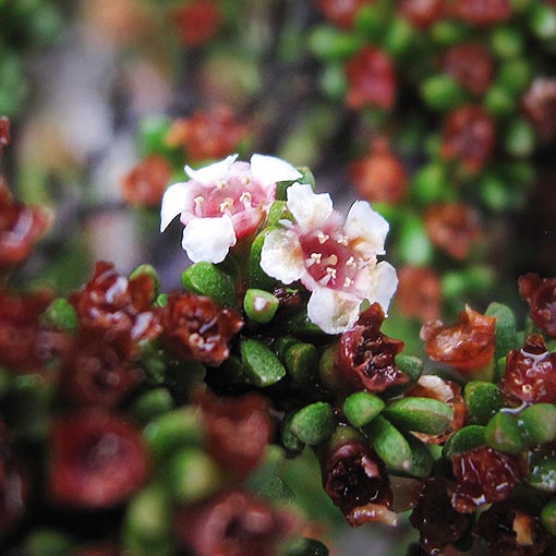 Baeckea gunniana, Tasmania