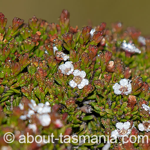 Baeckea gunniana, Tasmania