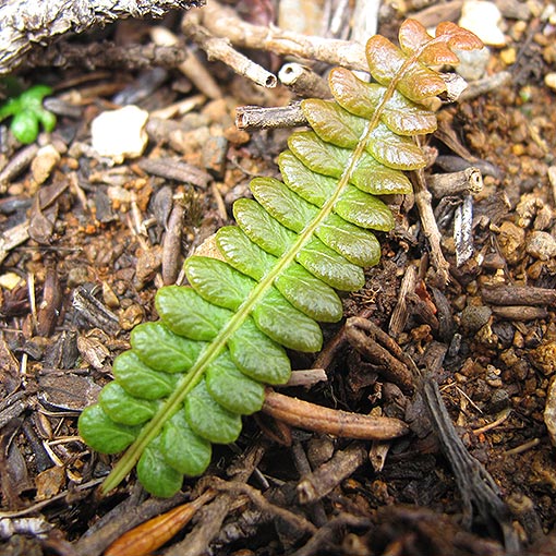 Blechnum penna-marina,<br />
alpine water fern, Tasmania