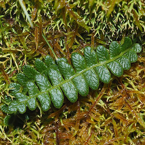 Blechnum penna-marina, alpine water fern, Tasmania