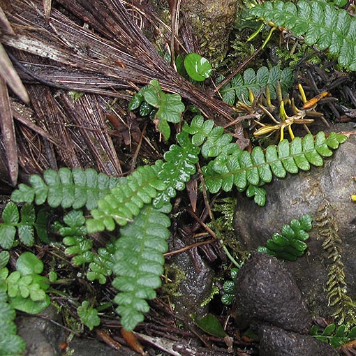 Blechnum penna-marina, alpine water fern, Tasmania