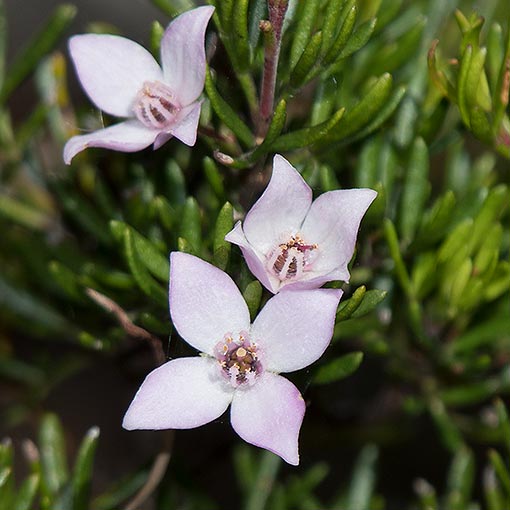 Boronia citriodora, Central lemon boronia, Tasmania
