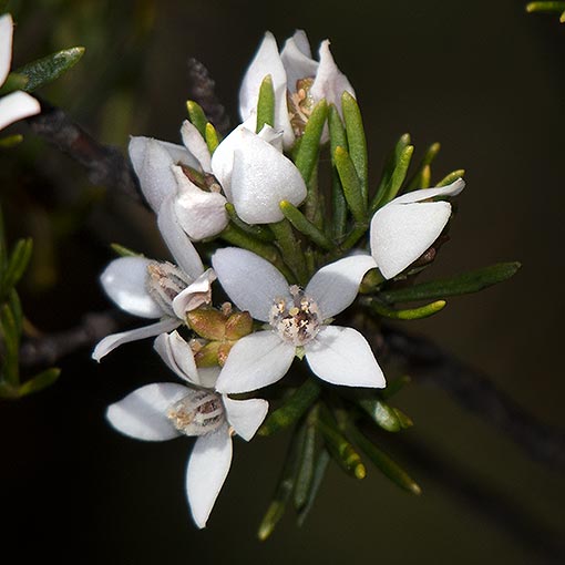 Boronia citriodora, Central lemon boronia, Tasmania