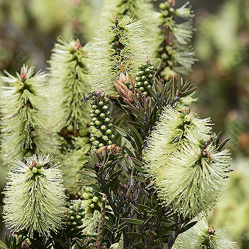 Callistemon pallidus, Yellow Bottlebrush, Tasmania, flora