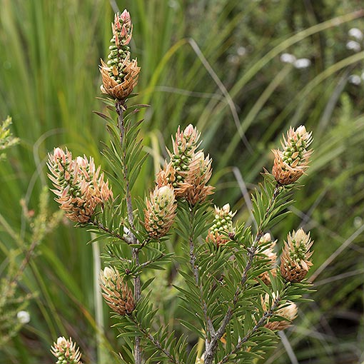 Callistemon pallidus, Yellow Bottlebrush, Tasmania, flora